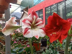Ubii pokok bunga Amaryllis