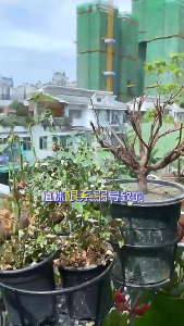 Soil Activator Promote Rooting Soil Remediation Promote Fruiting 土壤活化宝 微生物 矿源黄腐酸钾