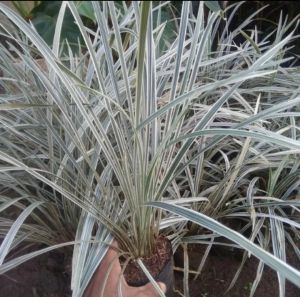 Alang alang Varigata tanaman vertikal / Jaburan ophiopogon