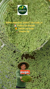 Azolla Plant Additional Substancial Food for pets