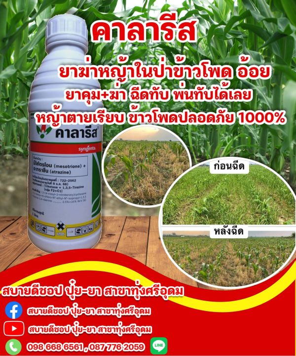 คาลารีส ยาฆ่าหญ้าในป่าข้าวโพด ยาคุมฆ่า