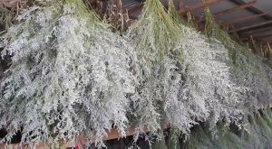 Caspea Dried Flower Bunga Kering