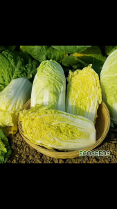 [EcoSeeds] Hạt Giống Cải Thảo Nippon F1 (Cải Bao Cải Cuốn) - Sinh Trưởng Kháng Bệnh Tốt - Gói 1g