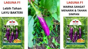 Benih Bibit Terong Ungu Panjang Super Tahan Layu LAGUNA F1 Cap Panah Merah