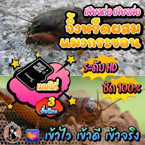 เสียงต่อ/เสียงล่อ แมงกระชอน+จิ้งหรีด ร้องพร้อมกัน2เสียง ใส่เมมโมรี่ เสียงชัด เสียงใส ไม่มีโฆษณาแทรก ดังยาวต่อเนื่อง พร้อมส่ง! มีเก็บเงินปลายทาง!