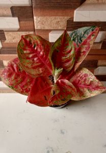 aglonema mahasety lokal