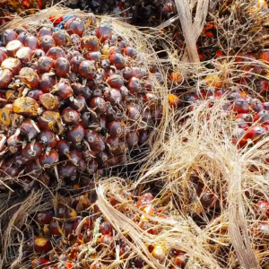 pupuk booster sawit 100ml - meningkatkan kuantitas dan kualitas tanaman