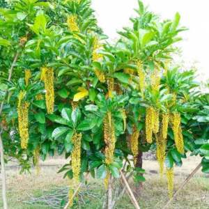 ต้นโซ่ทองคำหรือสร้อยสุวรรณ