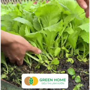 Hạt Giống Rau Cải Ăn Non GreenHome GÓI 100GR Dễ Trồng Nảy Mầm Cao Thu HoạchNăng Suất R29
