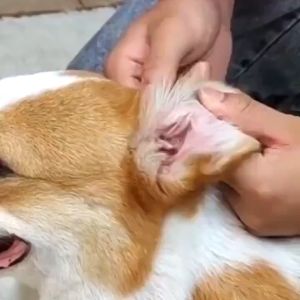 60ml Cat Dog Mites Odor Removal Ear Drops Infection Solution Treatment Cleaner