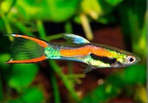 gpy red blackbar size xl harga Rp.16.000 untuk 6 ekor(3jantan3 betina)