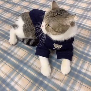 Áo cho Chó mèo có tay hình chú gấu dễ thương (mẫu mới) - Love Pets Shop