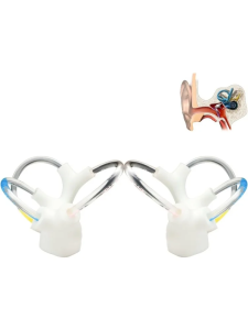 Theratools | Human Inner Ear Model - Semicircular Canals Cochlea Otolith Organs - Vestibular Training Tool for Rehabilitation & Otolithiasis