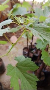 BIBIT ANGGUR IMPORT DASHUNYA VARIAN NEW