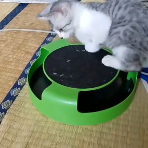 Catch The Mourse Motion Cat Toy Traning Playing Plate with Mice Chasing Toys Playing with Scratcher Pad