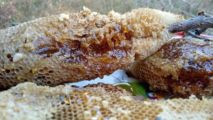 น้ำผึ้งป่าเดือน 5 เกสรดอกไม้ป่า ดอกกาแฟ ดอกลำไย คละรสชาติ ขนาด1000กรัม(มียกลัง)