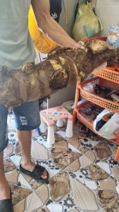 Củ Bạc Hà Núi Hàng mới về tươi già ( combo 20kg )