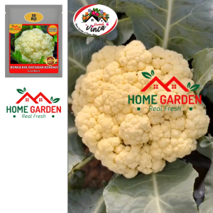 Benih Bibit Sayur Bunga Kol Dataran Rendah 50 butir Cap Panah Merah