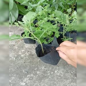 Cây giống ngải cứu - Cây thuốc nam (cây cao 20-35cm như hình)