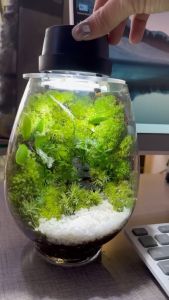 Bình Terrarium quà tặng trang trí mosslight terrarium bình terrarium