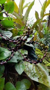 Buah Angkung Merah Segar: Obat Strok & Darah Tinggi Isi 300 + Bonus 20 Biji