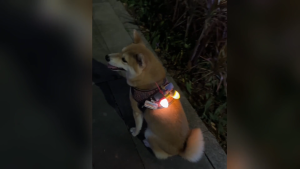 【SG】Laroo LED Night Nut Blinker Glow LED Dog Cat Collar USB Rechargeable Water Resistant Flashing 100% Authentic Fast Delivery