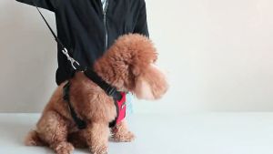 Pet car seat belt harness dog vest type traction rope dog chain collar medium large small dog traction rope Pet Harness leash Tali Kucing Berjalan Murah Lead Cat Dog Rope tali kucing berjalan panjang