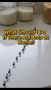 ✨Ant Elimination Expert✨ Ant Bait Granules – 10 Pellets per Box. Ant Bait Ant Attractant Bait Ant Repellent for Home