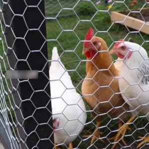 20 Meters Galvanized Wire Mesh Anti-Rust Cyclone Fence Heavy Duty Poultry Netting for Chicken Raising Farm Enclosure & Flower Arrangement Craft Use