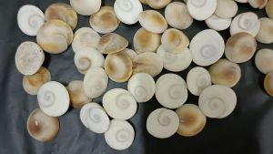 Gomathi Chakra Per Piece 100% Original Natural India