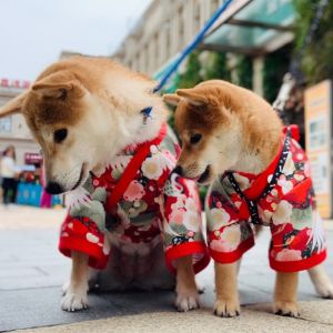Shiba Inu Kimono Cat Clothes Japanese Style Teddy Corgi Schnauzer Pet Bow Cyber Popular Complex Ancient Style