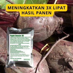 Pupuk Booster Bit: Cara Meningkatkan Pertumbuhan Tanaman Bit