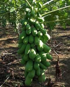 ส่งเร็ว!! เมล็ดมะละกอ มะละกอเพชรฮอลแลนด์ ปลูกได้ทั่วไทยบรรจุ100++เมล็ด