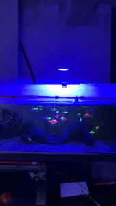 KANDILA MINI CLIP MC 5 Lampu Aquarium LED Jepit Flexible Bulat 3 Mode 3X Ganti Warna