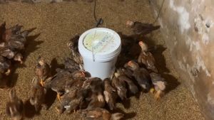 Máng ăn tự động cho Gà Con hiệu quả nhất.