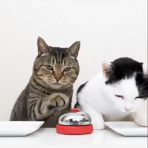 (EFFECTIVE PET TRAINER) WJS Pet Training Bell Ring Toy Cat Train Bell Ring Easy Training Dog Train Bell Ring Paw Print Bell Ding Interactive Toys Durable Metal Build Loceng Latihan Kuching Loceng Latihan Anjing MULTICOLOR [FREE RM50 VOUCHER]