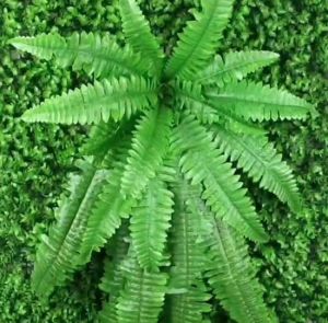 เฟิร์นสใบนาง สใบนางปลอม ต้นไม้ปลอม เฟิร์นสวยๆ พืชเฟิร์นเปอร์เชียหวาย หญ้าเทียมพลาสติก grass