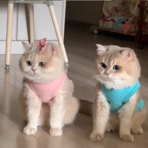 HATELI Dog Fleece Vest Dog Winter Autumn Puppy Clothes Solid Colar Pet Cat T-Shirt Chihuahua Bichon Shih Tzu Cats Shirt Clothing Kitten Puppy Dog Apparels Costume