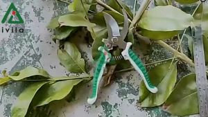 Kéo cắt tỉa cành kéo tỉa cành cây bụi cây ăn quả dụng cụ cắt tỉa cành cây - Chất liệu thép hợp kim không gỉ