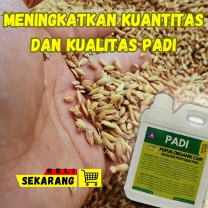 Pupuk Semprot Padi Terbaik Perbanyak Anakan  Pupuk Cair Pelebat Dan Penyubur Padi Organik By Artagro