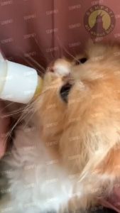 SEMPATI Fullset Botol Dot Kucing 100ml Plus Refill Dot Multifungsi Size Kecil Spuit Spet Suntikan 5ml Wadah Tempat Minum Susu Anak Bayi Kucing Cat Kitten Adult Anabul Anjing Puppy Hamster Sugar Glider Kelinci
