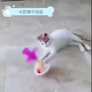 Đồ chơi lật đật gắn lò so lông vũ cho Mèo đồ chơi cho Mèo - Love Pets Shop