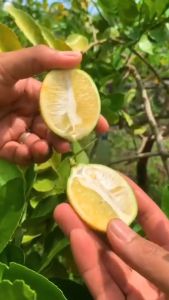 Bibit Tanaman Buah Jeruk Lemon Import Stek Okulasi Berbuah Paling Laris