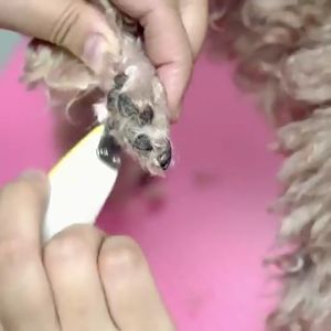 MADDIE Pet Trimmer แบตเตอร์เลี่ยนตัด ตัดขน ซอกเท้า ใบหู สำหรับแมว สูงสุด และสัตว์เลี้ยง LI0507