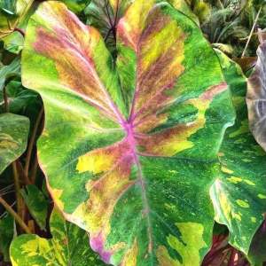 โคโลคาเซีย แรนโบว์ (Colocasia Rainbow )ไม้ฟอกอากาศ ไม้มงคล ไม้ประดับ ไม้แต่งสวน ราคาถูกสุดๆ ไม้ด่าง ไม้หายาก