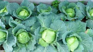 (120 SEEDS) REPOLYO/CABBAGE SEEDS/TROPICAL DELIGHT/HYBRID/HIGH YIELD/EASY TO GROW