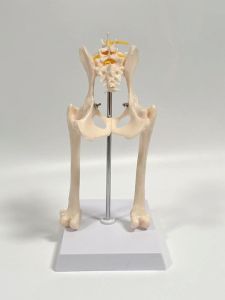 โมเดลกระดูกสุนัข ชิ้นส่วนกระดูกสะโพก กระดูกต้นขา กระดูกสันหลัง ชิ้นส่วนกระดูกสะโพกสุนัข ของเล่นโมเดลสัตว์