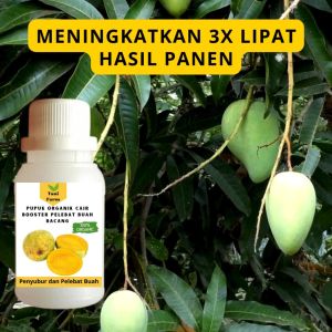 Pupuk Bacang Cepat Berbuah: Tips dan Trik