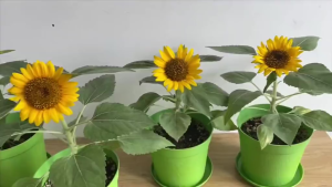 100 hạt .hoa hướng dương lùn -nãy mầm đều-gieo trồng quanh năm