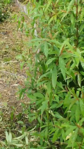 Lưới Bắt Rắn Chuyên Dụng Màu Tàng Hình Dù Thái Lan Cao Cấp Siêu Bền Mắt Lưới 4 Phân Nhiều Kích Cỡ Chemeng Store